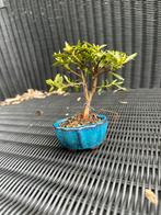 Mini azalea bonsai, Minder dan 100 cm, Overige soorten, Ophalen of Verzenden