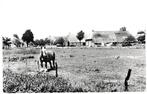 970459 Grollo Drenthe 1966 Boerderij Café Hofstede nette