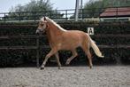 ## Super stoere en onwijs knappe haflinger ruin ##, Dieren en Toebehoren, Ruin, 3 tot 6 jaar, Onbeleerd, D pony (1.37m tot 1.48m)
