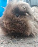 tamme cavia, Cavia, April, Mannelijk, Tam