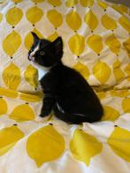 Kittens vanaf 25 aug. Ophalen, Dieren en Toebehoren, Katten en Kittens | Overige Katten, Meerdere dieren, Kortharig, 0 tot 2 jaar