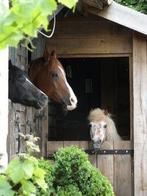 Stalletje of stukje lang gezocht.., Dieren en Toebehoren, Weidegang, 1 paard of pony