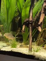 Corydoras Sterbai, Dieren en Toebehoren, Vissen | Aquariumvissen, Vis