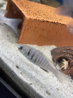 Placidochromis electra likoma, Doe-het-zelf en Verbouw, Metselstenen, Ophalen, Zo goed als nieuw, Bakstenen