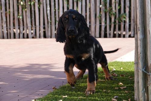Golden cocker retriever pup, Dieren en Toebehoren, Honden | Retrievers, Spaniëls en Waterhonden, Reu, Overige rassen, Fokker | Professioneel