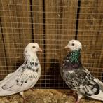 Duiven koppel te koop, Dieren en Toebehoren, Pluimvee, Meerdere dieren