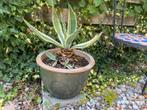 Agave in mooi pot, Ophalen of Verzenden
