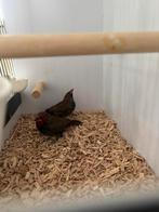 3-3 Emblema Picta, Dieren en Toebehoren, Meerdere dieren, Tropenvogel, Geringd