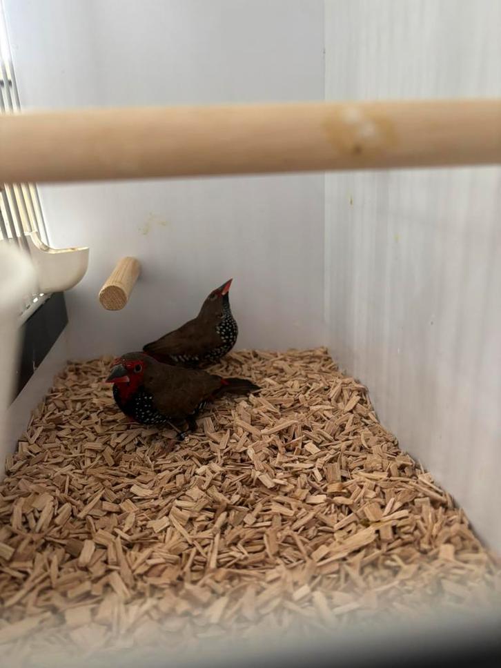 3-3 Emblema Picta, Dieren en Toebehoren, Vogels | Overige Vogels, Tropenvogel, Meerdere dieren, Geringd