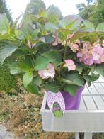 Hortensia, Ophalen of Verzenden, Hortensia, Struik, Minder dan 100 cm