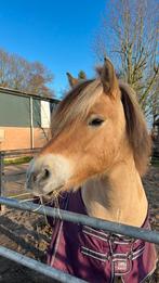Stalling gezocht., Dieren en Toebehoren, Weidegang