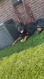 Rottweiler, België, Particulier, Reu, Eén hond