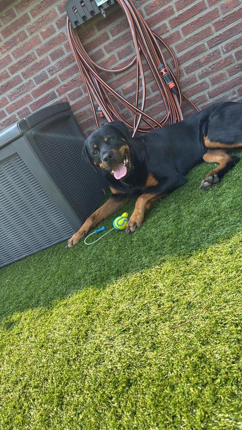 Rottweiler, Dieren en Toebehoren, Honden | Bulldogs, Pinschers en Molossers, Reu, Rottweiler, Particulier, Eén hond, België, 3 tot 5 jaar
