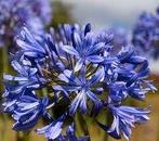 Agapanthus knollen, Ophalen of Verzenden, Voorjaar, Volle zon, Knol