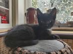 Mooi nestje kittens, mogen verhuizen vanaf 8 november, Dieren en Toebehoren, Katten en Kittens | Overige Katten, Meerdere dieren
