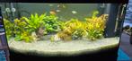4 maand oud Aquarium met onderkast en vissen, Dieren en Toebehoren, Vis