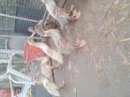 Loopeenden/kakycambeleend, Meerdere dieren, Eend