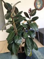 Ficus elastica plant, Huis en Inrichting, Kamerplanten, Ficus, 100 tot 150 cm, In pot, Groene kamerplant