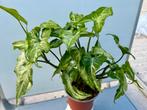 Syngonium Three Kings P12, Huis en Inrichting, Kamerplanten, Overige soorten, In pot, Minder dan 100 cm, Groene kamerplant