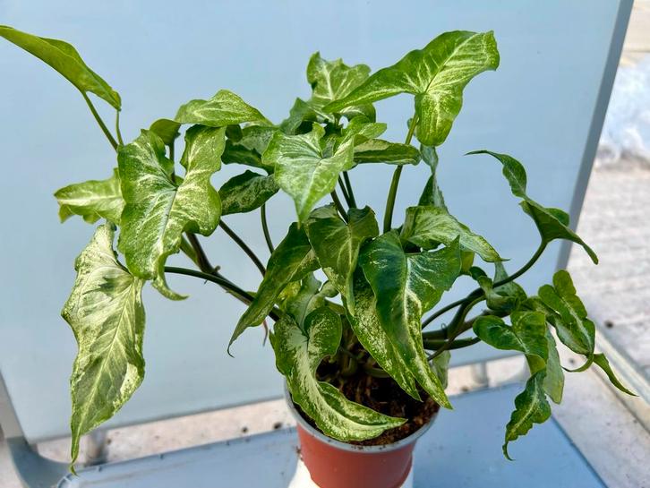 Syngonium Three Kings P12, Huis en Inrichting, Kamerplanten, Overige soorten, Minder dan 100 cm, Groene kamerplant, Halfschaduw