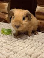 California Cavia, Dieren en Toebehoren, Cavia, Mannelijk, Januari, Tam