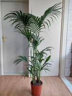 XL Howea Forsteriana - Kentiapalm H: 170 cm., Ophalen, Palm, Halfschaduw, 150 tot 200 cm