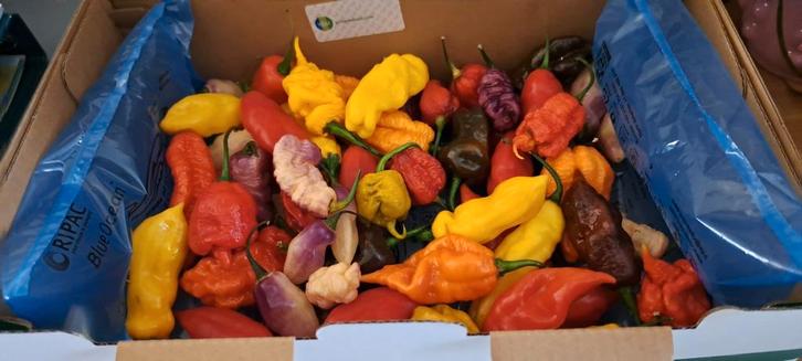 Mix van hete pepers 500 gram.Tot eind september vers geplukt, Diversen, Levensmiddelen, Ophalen of Verzenden