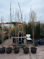 Japanse sierkers of amonigava zuilvorn 3 tak hoog 250 plus, Lente, 250 tot 400 cm, Zuilboom, Ophalen