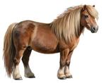 Stalling gezocht omgeving westland voor een shetlander, Dieren en Toebehoren, Stalling en Weidegang