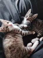 Lieve kruising Ragdoll kittens, Dieren en Toebehoren, Meerdere dieren, Kortharig, 0 tot 2 jaar