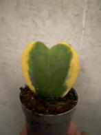 Hoya kerrii variegata, Huis en Inrichting, Kamerplanten, Ophalen of Verzenden, Overige soorten, Halfschaduw, Minder dan 100 cm