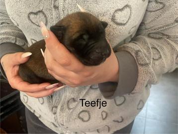 Super moooie Mechelse herder pups 