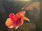 Betta mannetje, Dieren en Toebehoren, Vissen | Aquariumvissen, Vis