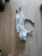 Gouden mandje gezocht!, Dieren en Toebehoren, Katten en Kittens | Raskatten | Korthaar, Kater, 0 tot 2 jaar