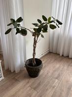 Grote kamerplant, Ophalen of Verzenden, Overige soorten, Minder dan 100 cm
