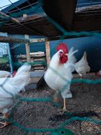 Leghorn broedeieren, Dieren en Toebehoren, Pluimvee, Geslacht onbekend, Kip