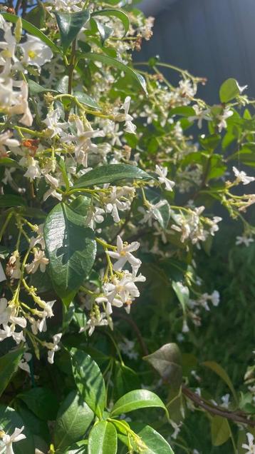 Trachelospermum jasminoides (Toscaanse jasmijn) beschikbaar voor biedingen
