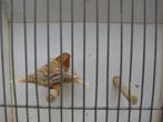 oranjeborst zwartborst isabel bruin zebravinken, Meerdere dieren