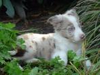 mooie border collie pups mogen het nest verlaten, Dieren en Toebehoren, Honden | Herdershonden en Veedrijvers, CDV (hondenziekte)
