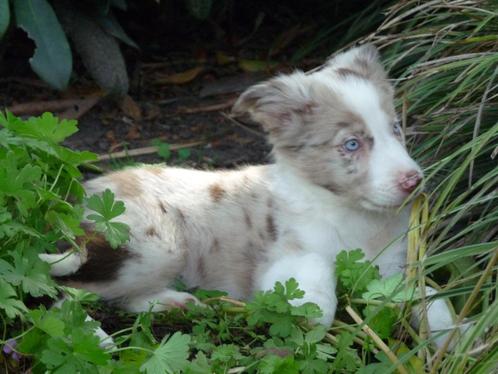mooie border collie pups mogen het nest verlaten, Dieren en Toebehoren, Honden | Herdershonden en Veedrijvers, Meerdere dieren