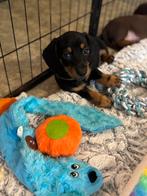 Teckel pups 2 reutjes mogen het nestje verlaten, Dieren en Toebehoren, Honden | Teckels en Dashonden, Standaard, CDV (hondenziekte)