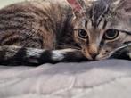 Oppas gezocht voor lieve poes, Vacatures, Vacatures | Overige Vacatures, Variabele uren, Overige vormen