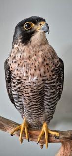 Opgezette Slechtvalk Vrouw - Prachtig Exemplaar, Ophalen of Verzenden