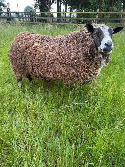 Luxe zware ram te koop, Dieren en Toebehoren, Schapen, Geiten en Varkens, Schaap, Mannelijk