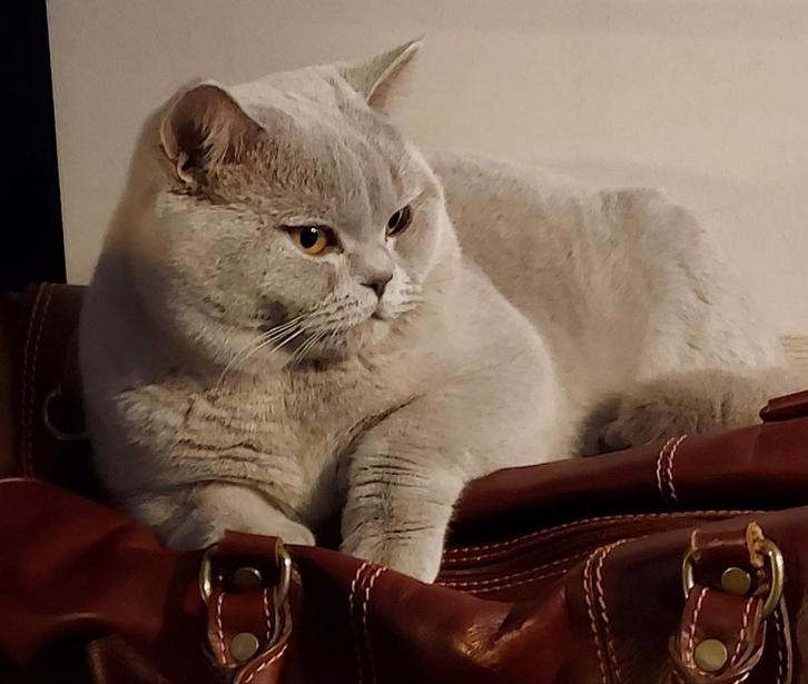 Dekkater(NIET te koop) lilac brits korthaar met stamboom, Dieren en Toebehoren, Katten en Kittens | Raskatten | Korthaar, Kater