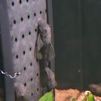 Ancistrus greendragon, Dieren en Toebehoren, Vis