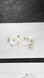 Hoya Papaschonii zaden, Overige soorten, Minder dan 100 cm, Ophalen of Verzenden, Halfschaduw