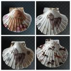 Sint Jacobsschelpen Decoratie - Handgemaakt, Ophalen of Verzenden