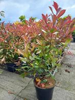 Photinia red Robin struik ca.90-100cm €9,95, Ophalen, Overige soorten