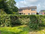Beukenhaag - 2-3 meter, Tuin en Terras, Planten | Struiken en Hagen, Ophalen, Beukenhaag, 100 tot 250 cm